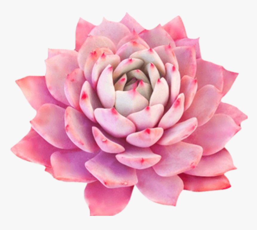 #bloom #pink #frame #flower #border #flowers #white - Flower, HD Png Download