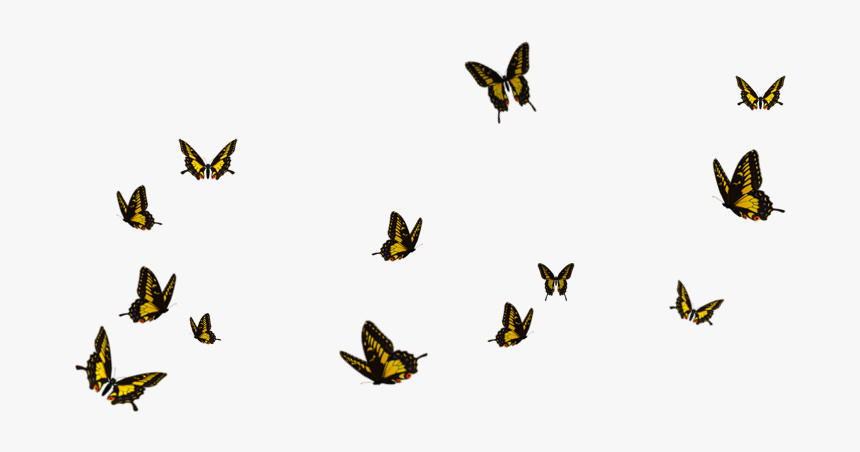 Flying Butterflies Transparent Background, HD Png Download