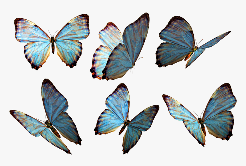 Butterflies Png Stock By Roy D - Butterflies Png, Transparent Png