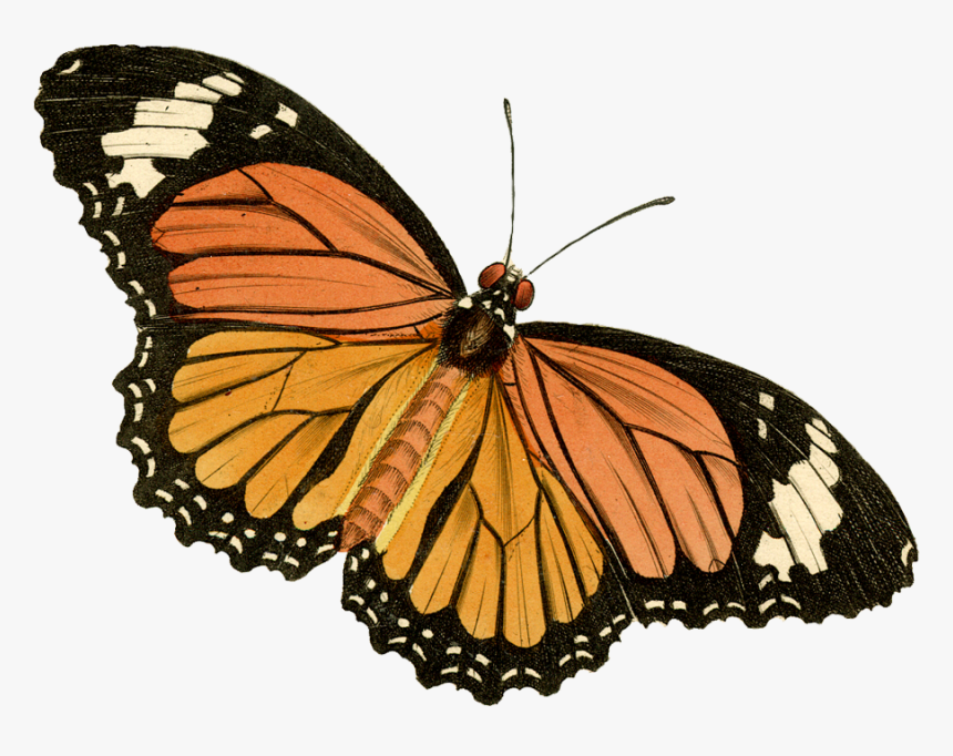 Monarch Butterfly Painted Lady, HD Png Download
