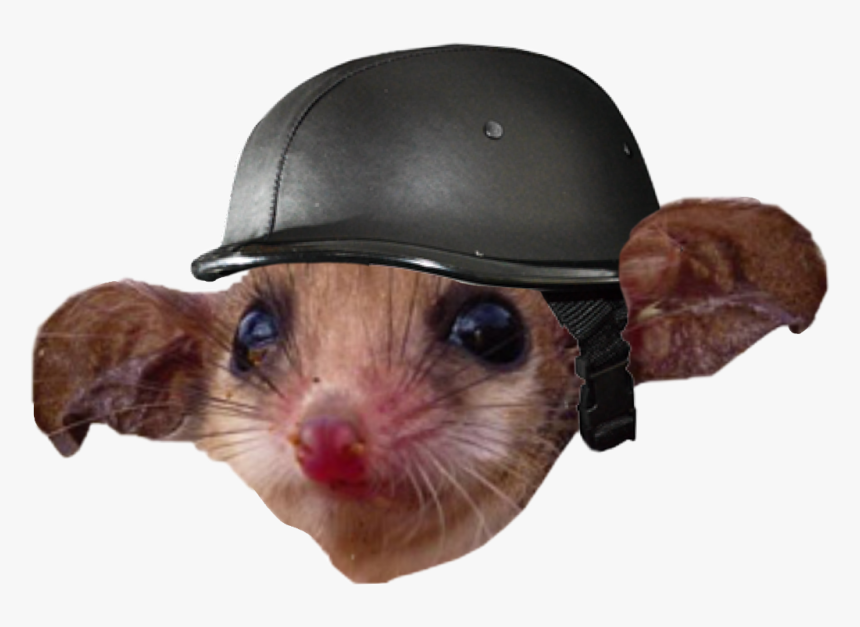 Possum With Helmet, HD Png Download