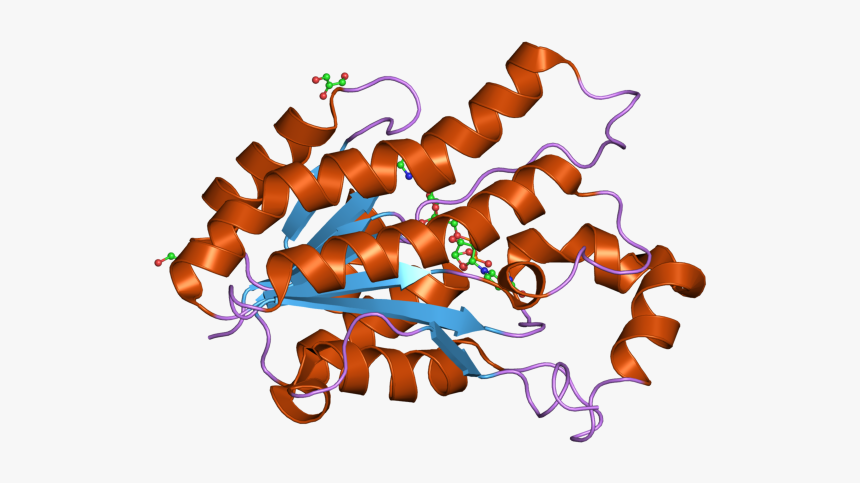 Pdb 2ekp Ebi - Illustration, HD Png Download