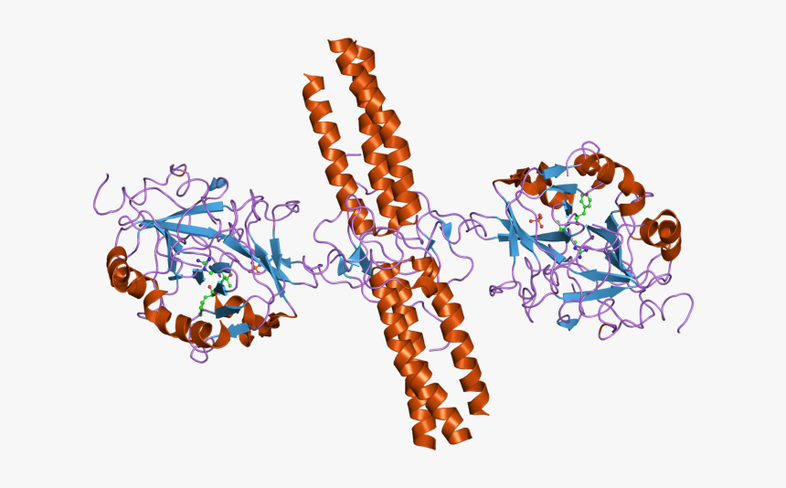 Pdb 2a45 Ebi - Illustration, HD Png Download