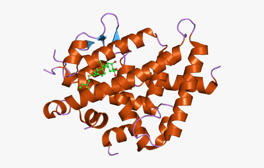 Pdb 2zla Ebi - Recettore Della Vitamina D, HD Png Download