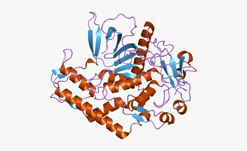 Pdb 3bon Ebi - Graphic Design, HD Png Download