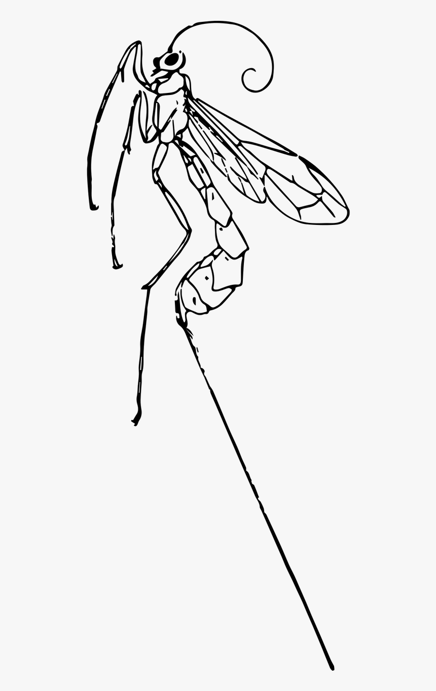 Line Art, HD Png Download