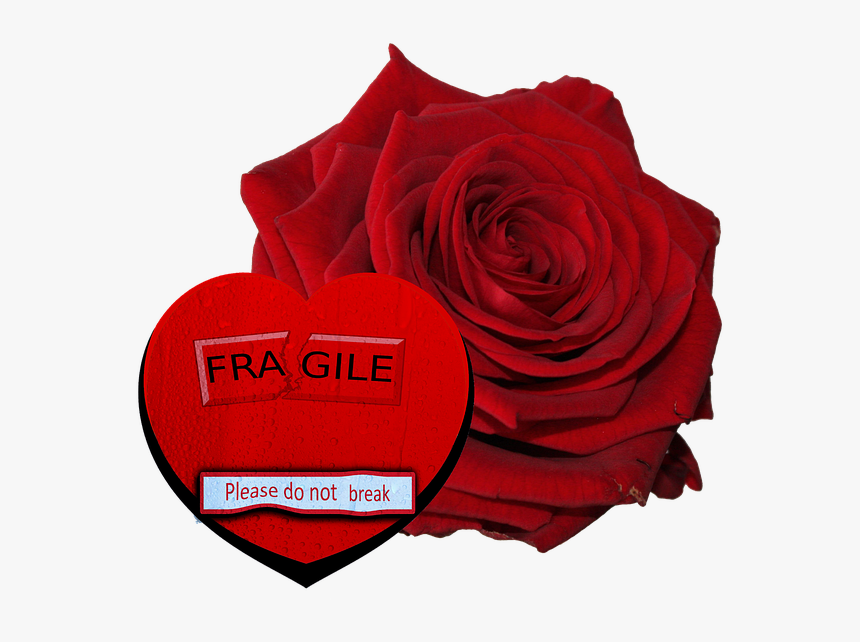Floribunda, HD Png Download