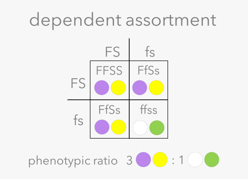 Picture1 - Dependent Assortment Vs Independent Assortment, HD Png Download
