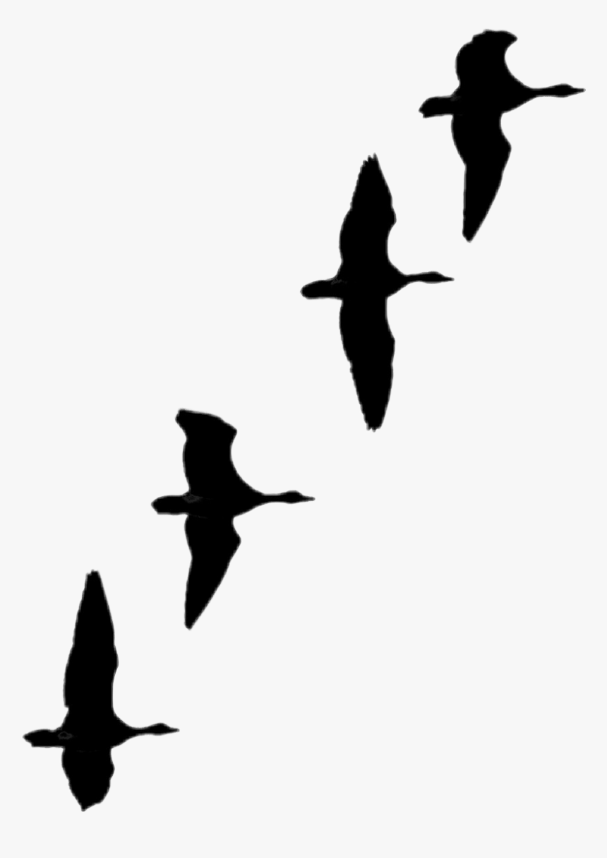 Flock, HD Png Download