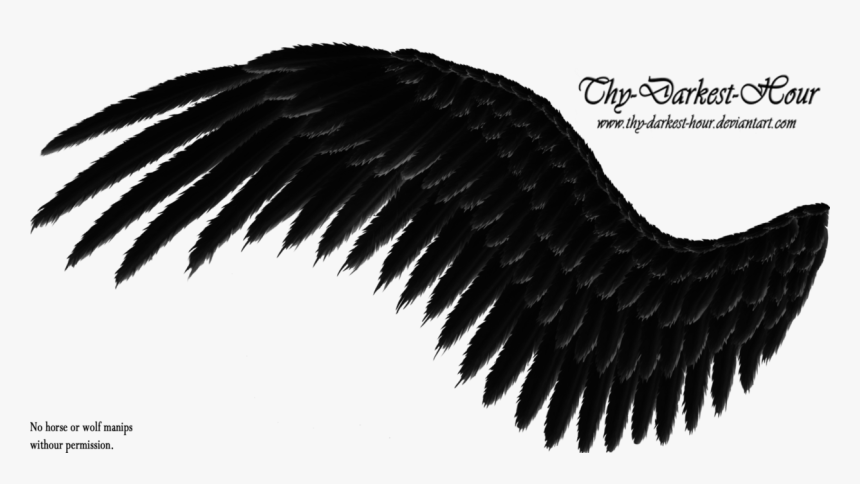 Search Results For “side View Angel Wings Png” Calendar - Black Wings Transparent Background, Png Download