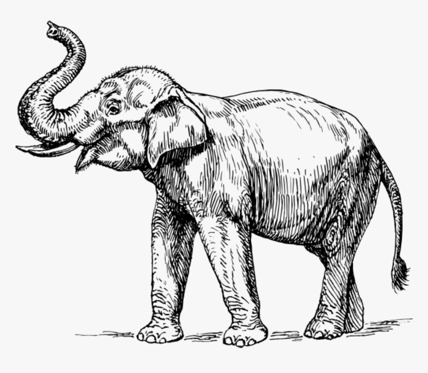 Frugal Diy Wall Art - Black And White Elephant Drawing, HD Png Download