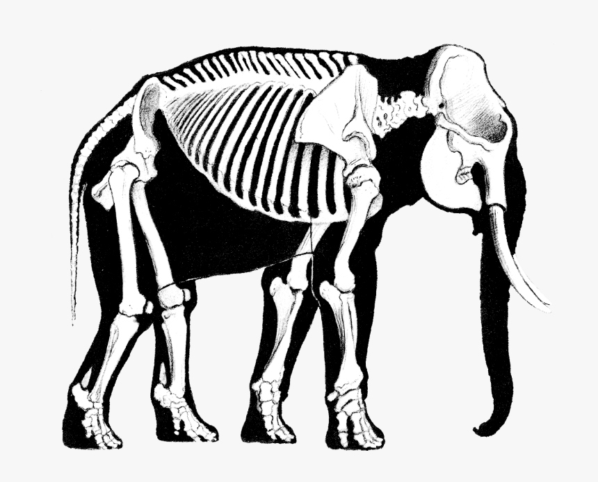 Clip Free Library Mystic Drawing Elephant - Drawing Animal Bone, HD Png Download