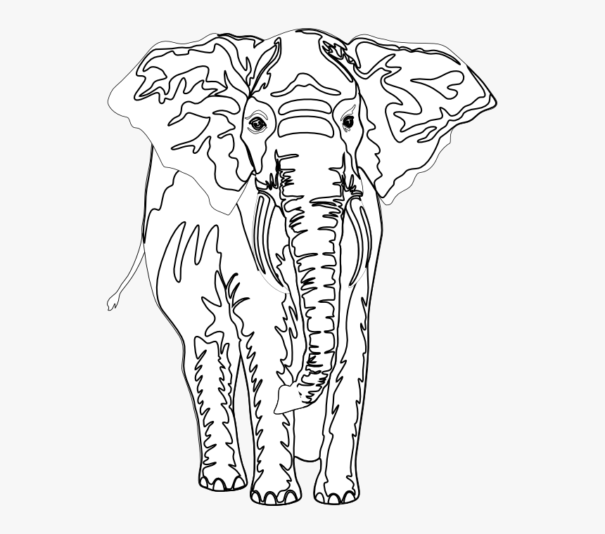 Artfavor Elephant Black White Line Art 555px - Indian Elephant, HD Png Download