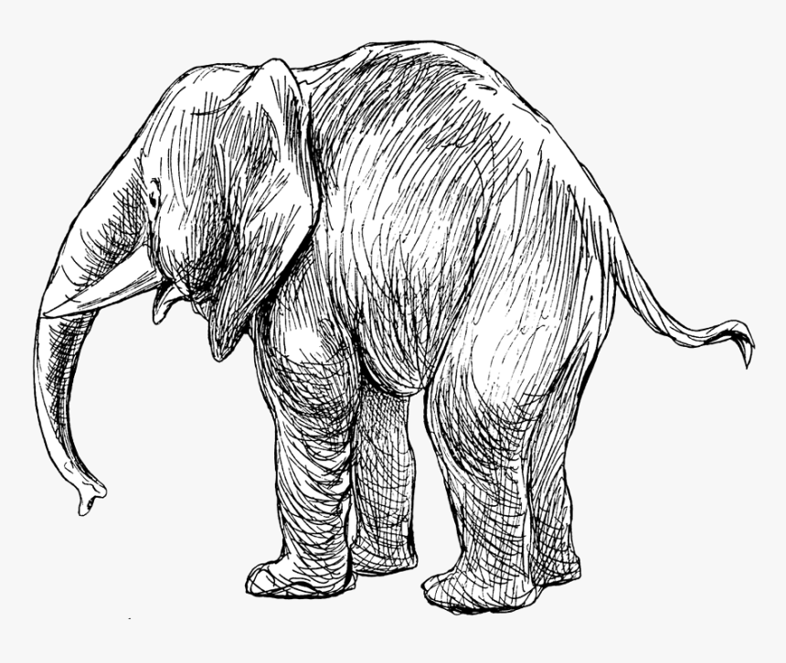 African Elephant, HD Png Download