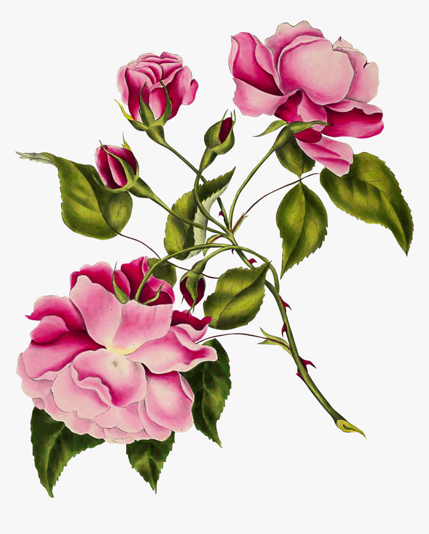 Vintage Botanical Calendar 2019, HD Png Download