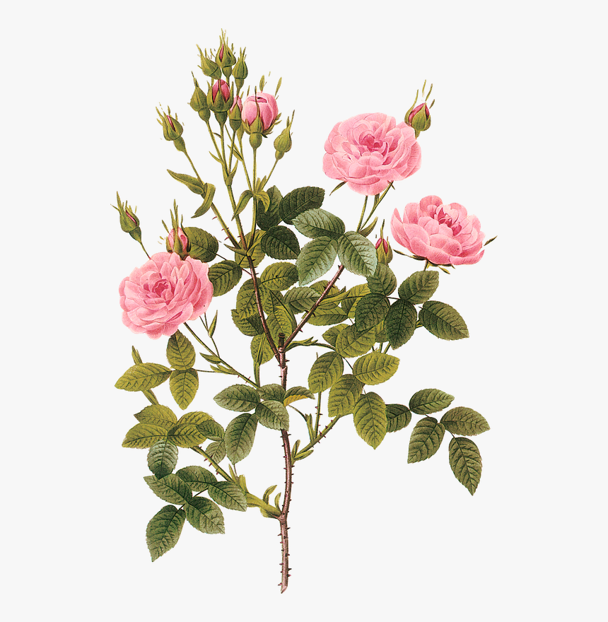 Rose Botanical Illustration, HD Png Download