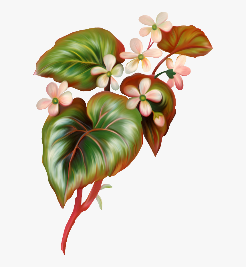 Anthurium, HD Png Download