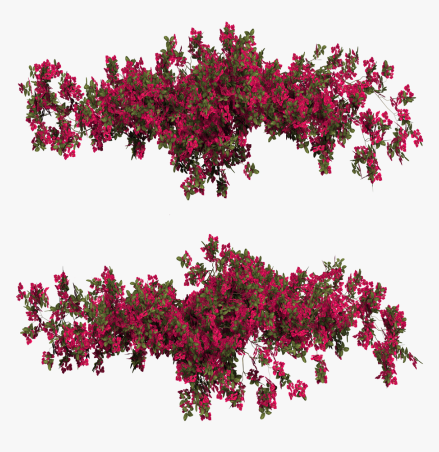 Bougainvillea Png, Transparent Png