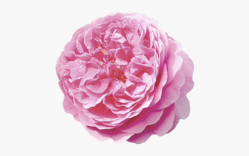 Damask Rose Png, Transparent Png