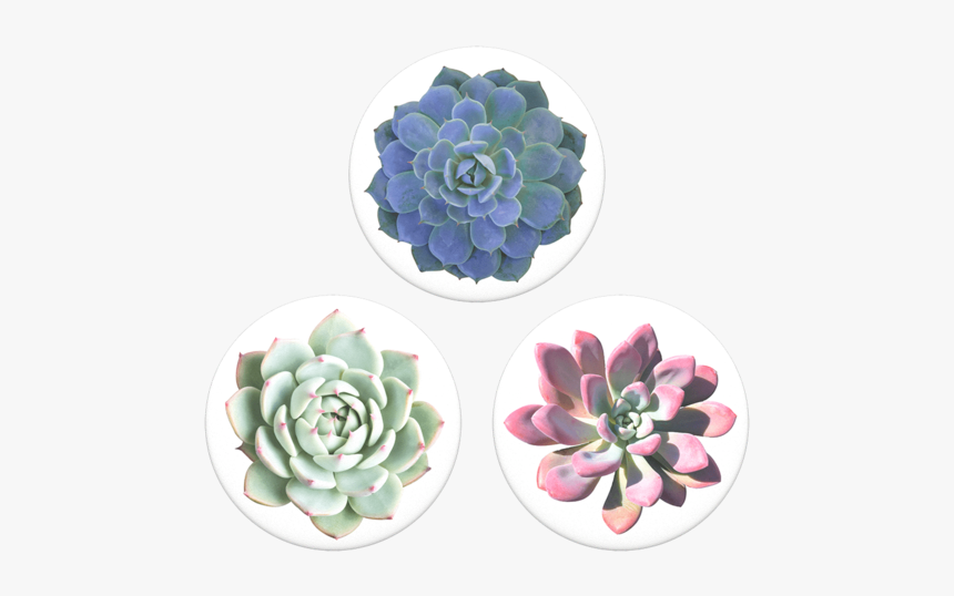 Pink Succulent With White Background, HD Png Download
