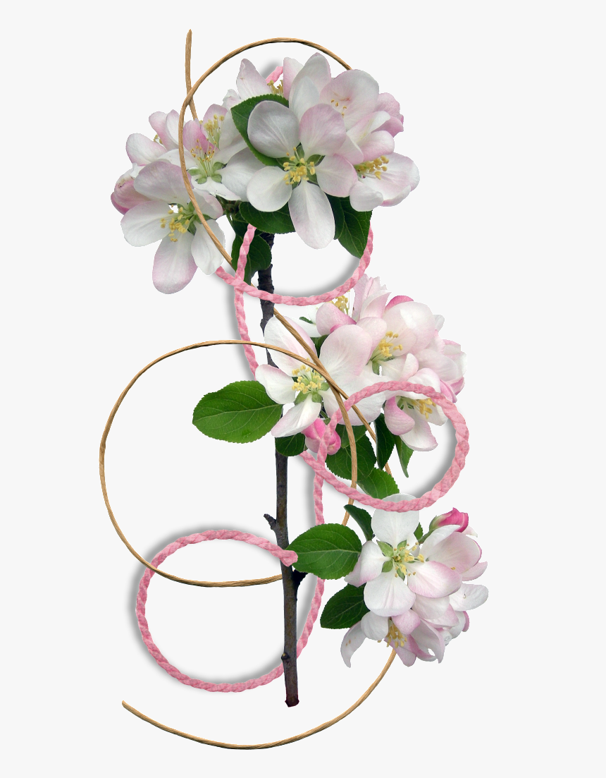 Flower Border Clipart - Flower Border, HD Png Download
