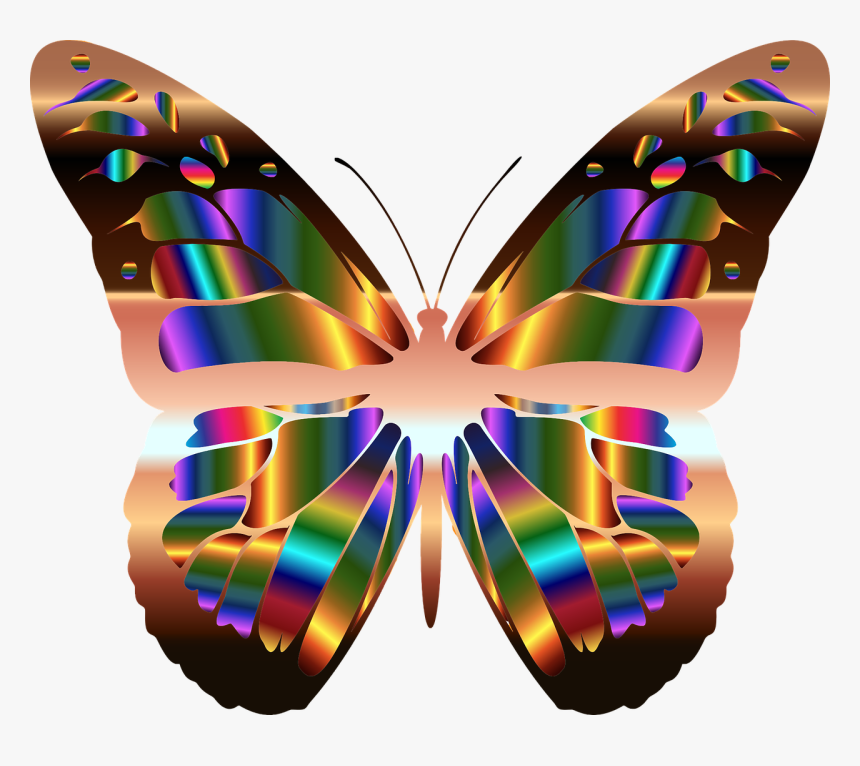 Butterfly Png, Transparent Png