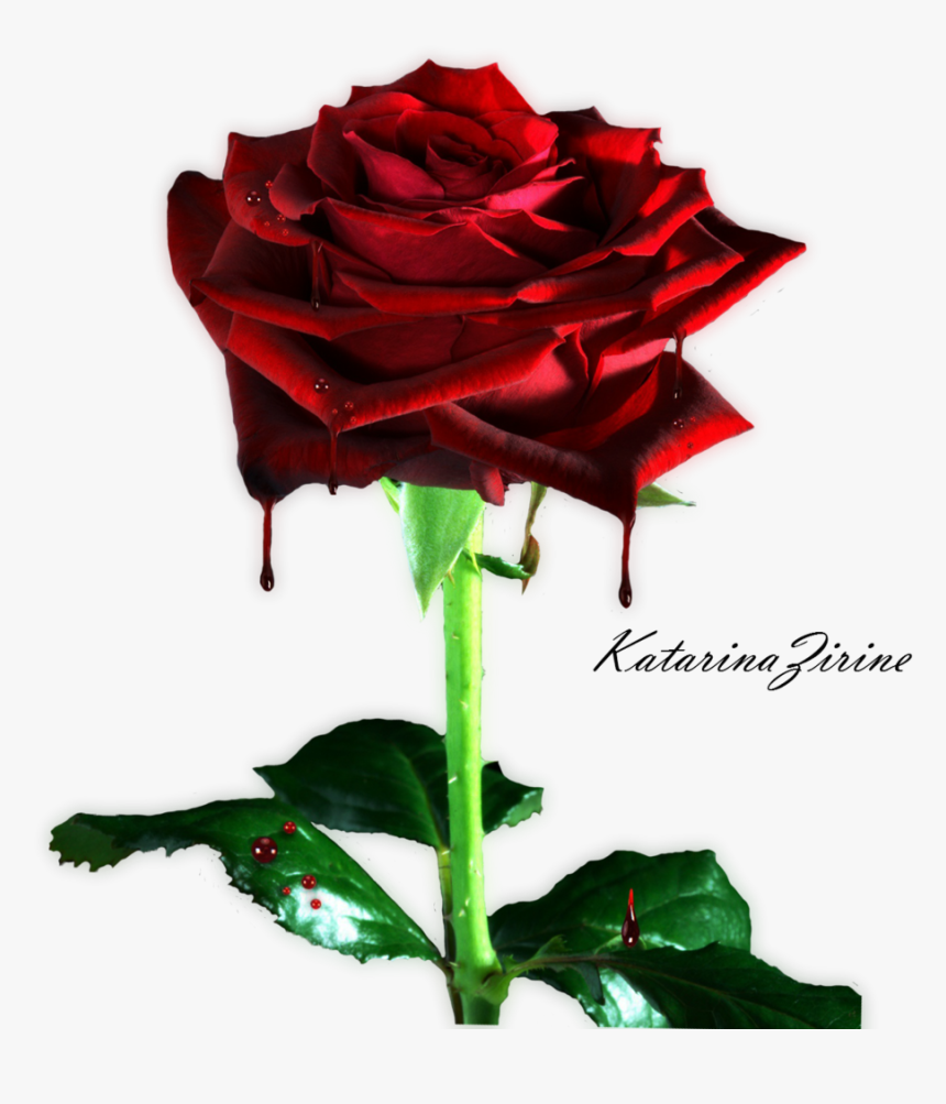 Bleeding Rose Png By Vladnoxart Bleeding Rose Png By - Transparent Background Rose Flower Png, Png Download