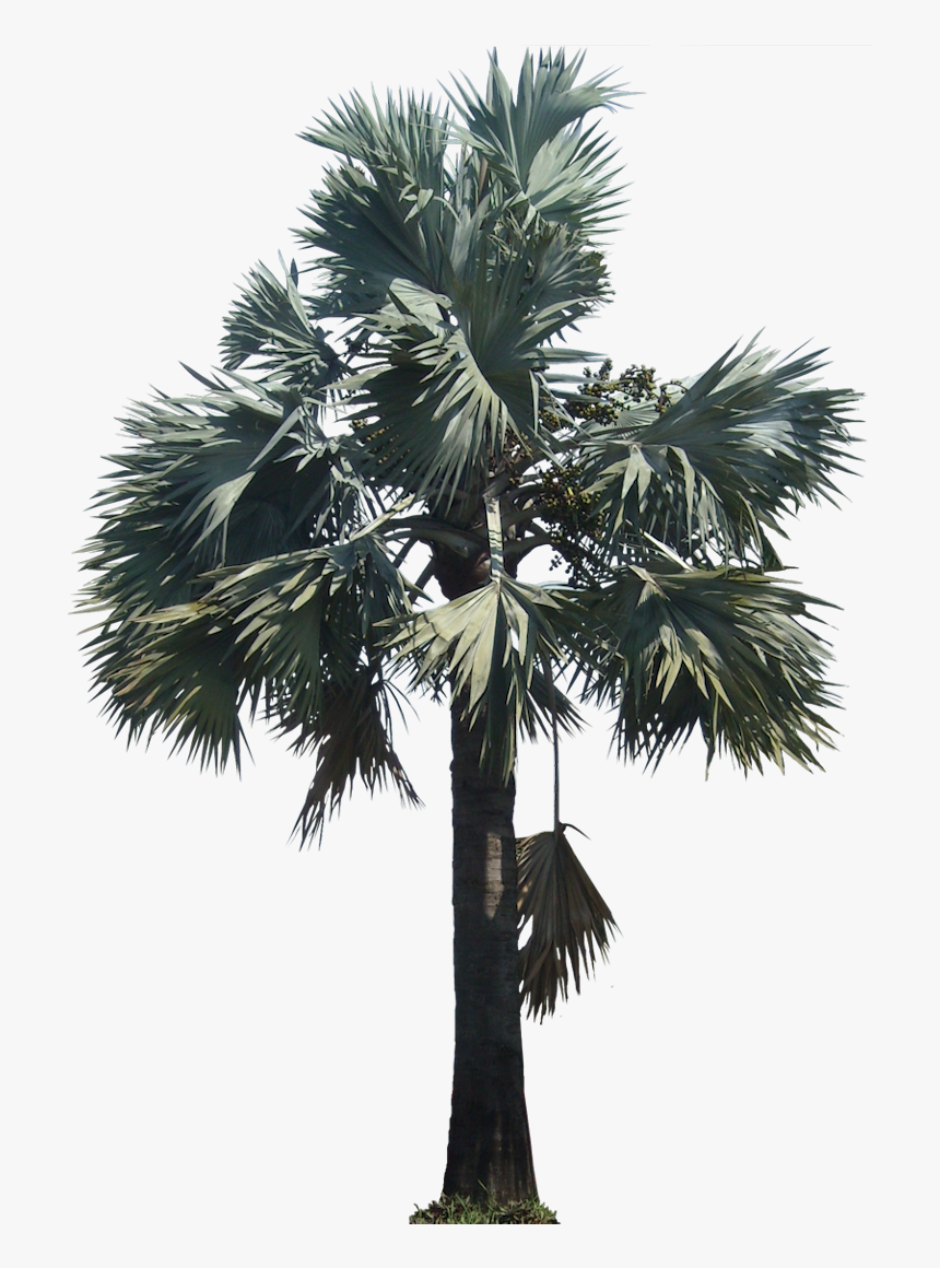 Bismarckia05l - Silver Bismarck Palm Png, Transparent Png