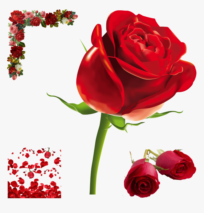 Transparent Rose Png, Png Download