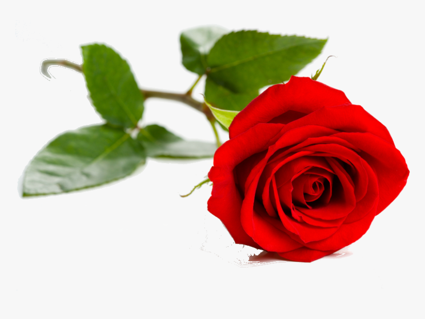 Sweet And Beautiful Flowers, HD Png Download
