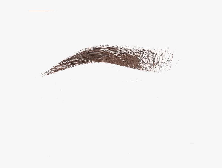 Sketch, HD Png Download