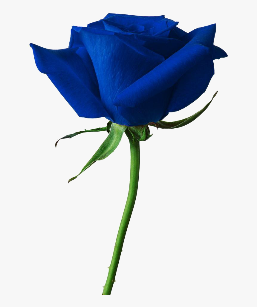 #cuorelucymy #mialu #lucymy #rosa #blu - Rose Rouge Png, Transparent Png