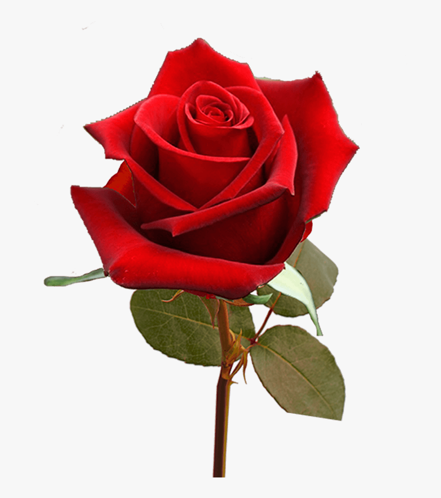 Single Valentine S Day Roses For Flower Sale Fundraiser - Floribunda, HD Png Download