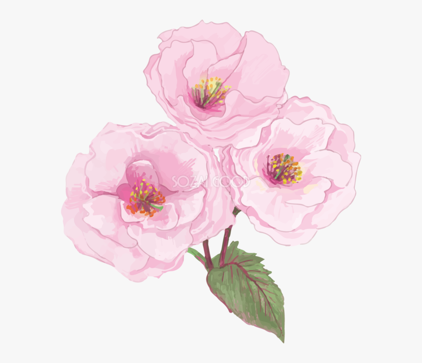 Chinese Peony, HD Png Download