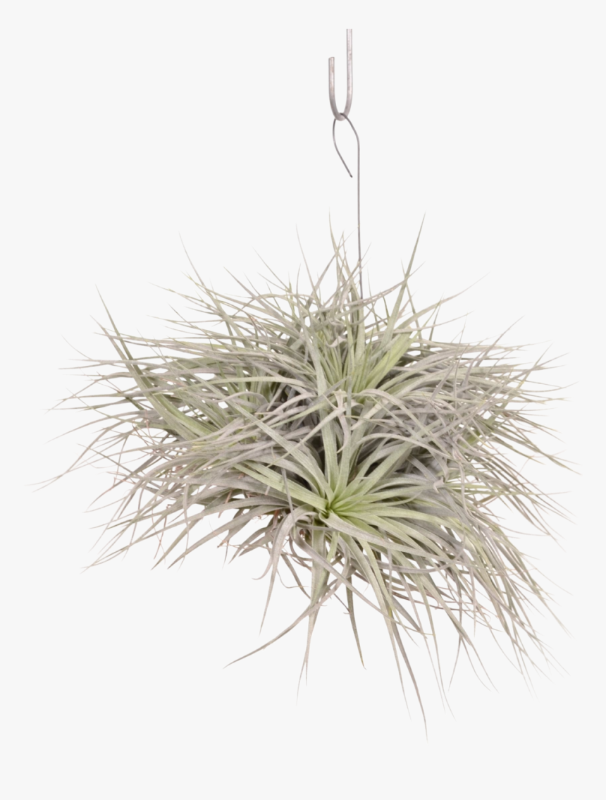 Tillandsia Silver 5-7 Cup - Sweet Grass, HD Png Download