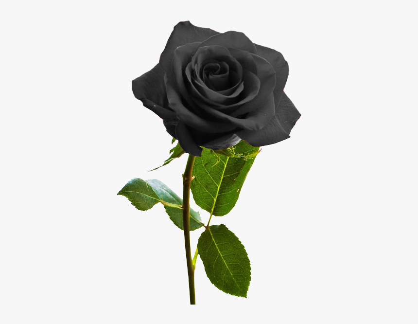 Logo Draft - Png Rose With Stem, Transparent Png