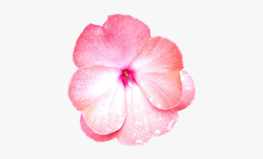 Periwinkle, HD Png Download