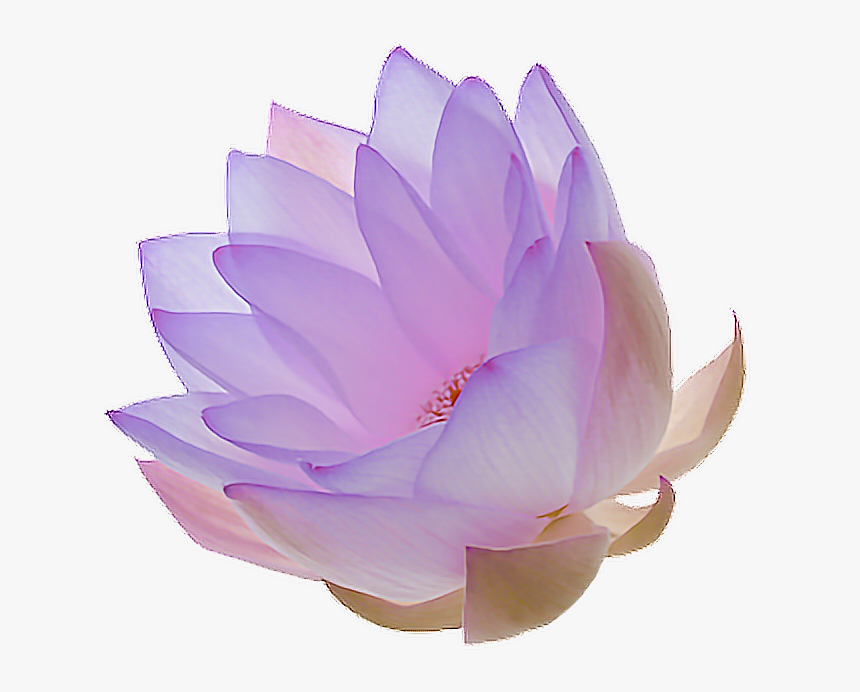 Transparent Purple Lotus Flower, HD Png Download