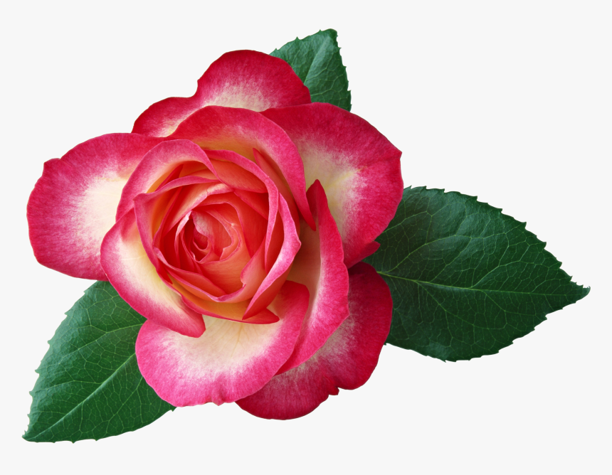 Large Rose Clipart, HD Png Download