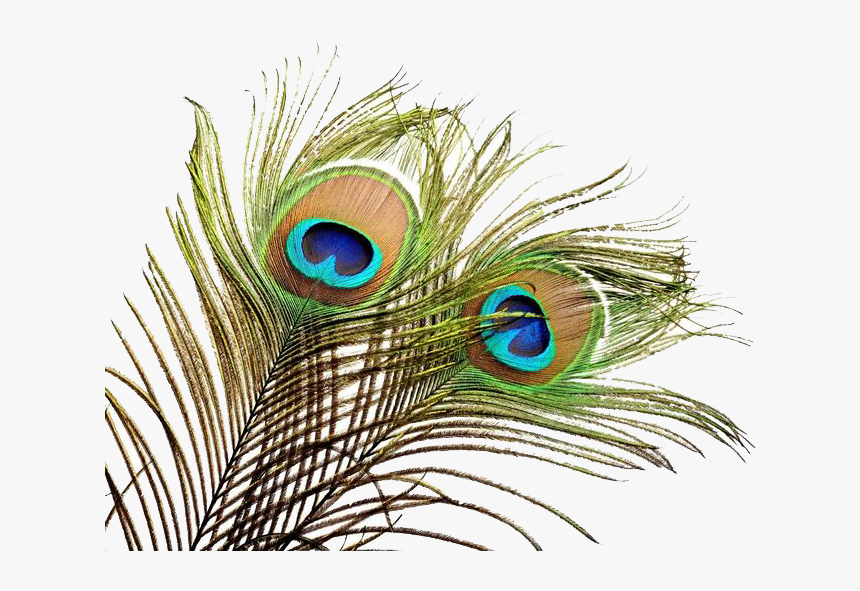 Feather Wedding Invitation Peafowl Bird - Peacock Feather Transparent Png, Png Download