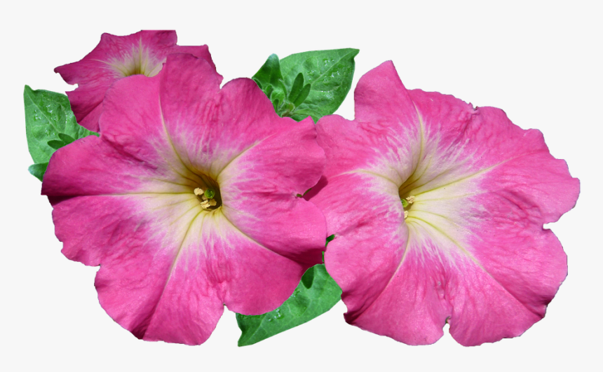 Flower, HD Png Download
