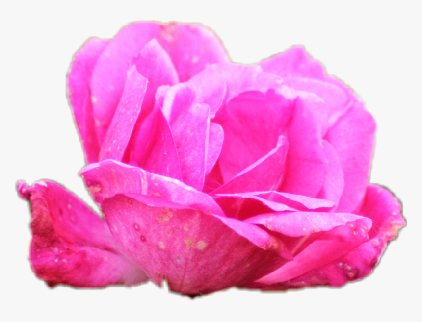 #flower #petals - Garden Roses, HD Png Download