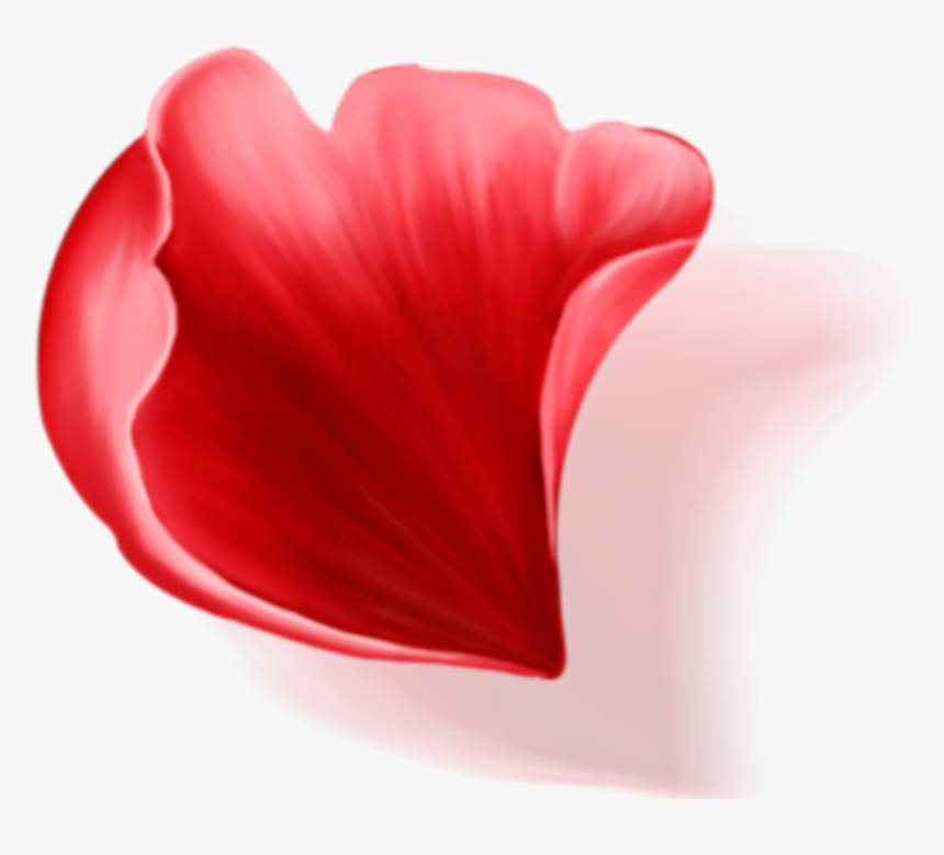 Hippeastrum, HD Png Download