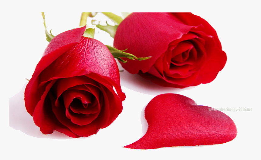 Rose Images Free Download Hd, HD Png Download