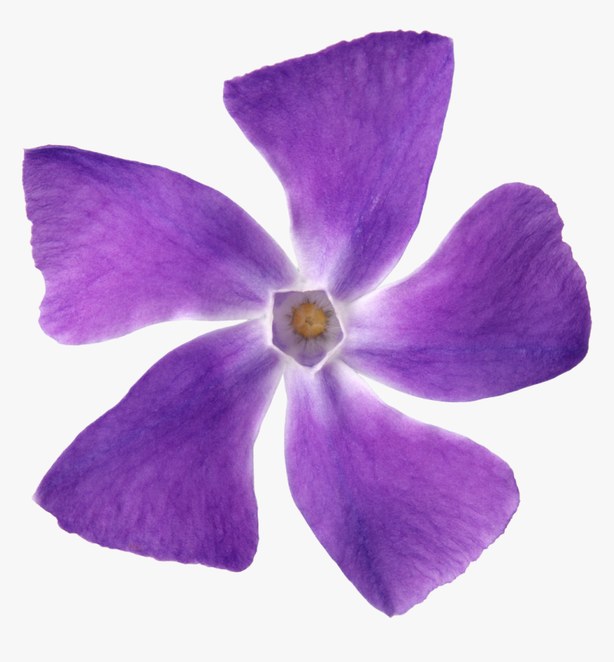 Purple Flower Petal Violet Lilac - Flor Roxa 5 Petalas, HD Png Download