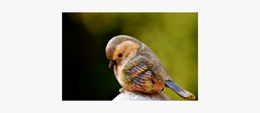 Rufous Hummingbird, HD Png Download