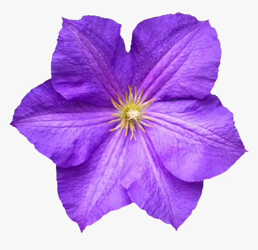 Flower , Png Download - Flower, Transparent Png