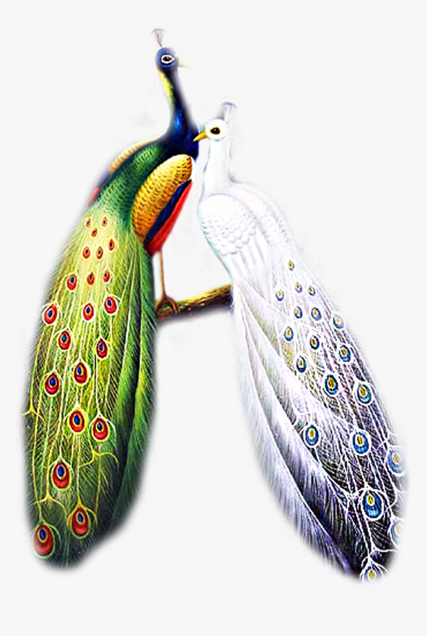 Павлин На Ветке Рисунок, HD Png Download