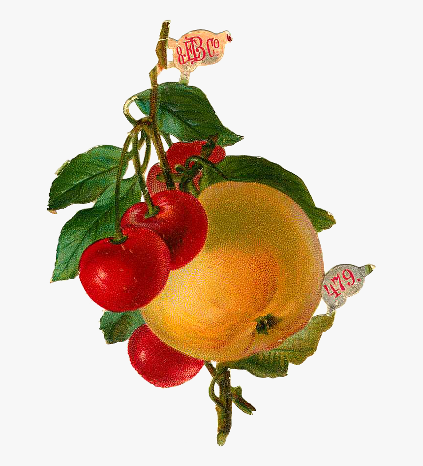 Apple, HD Png Download
