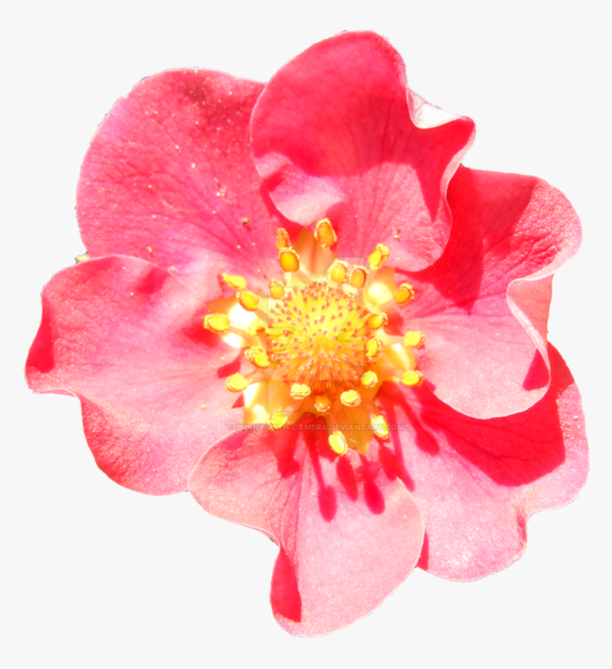 Pink Strawberry Png - Strawberry Flower Png, Transparent Png